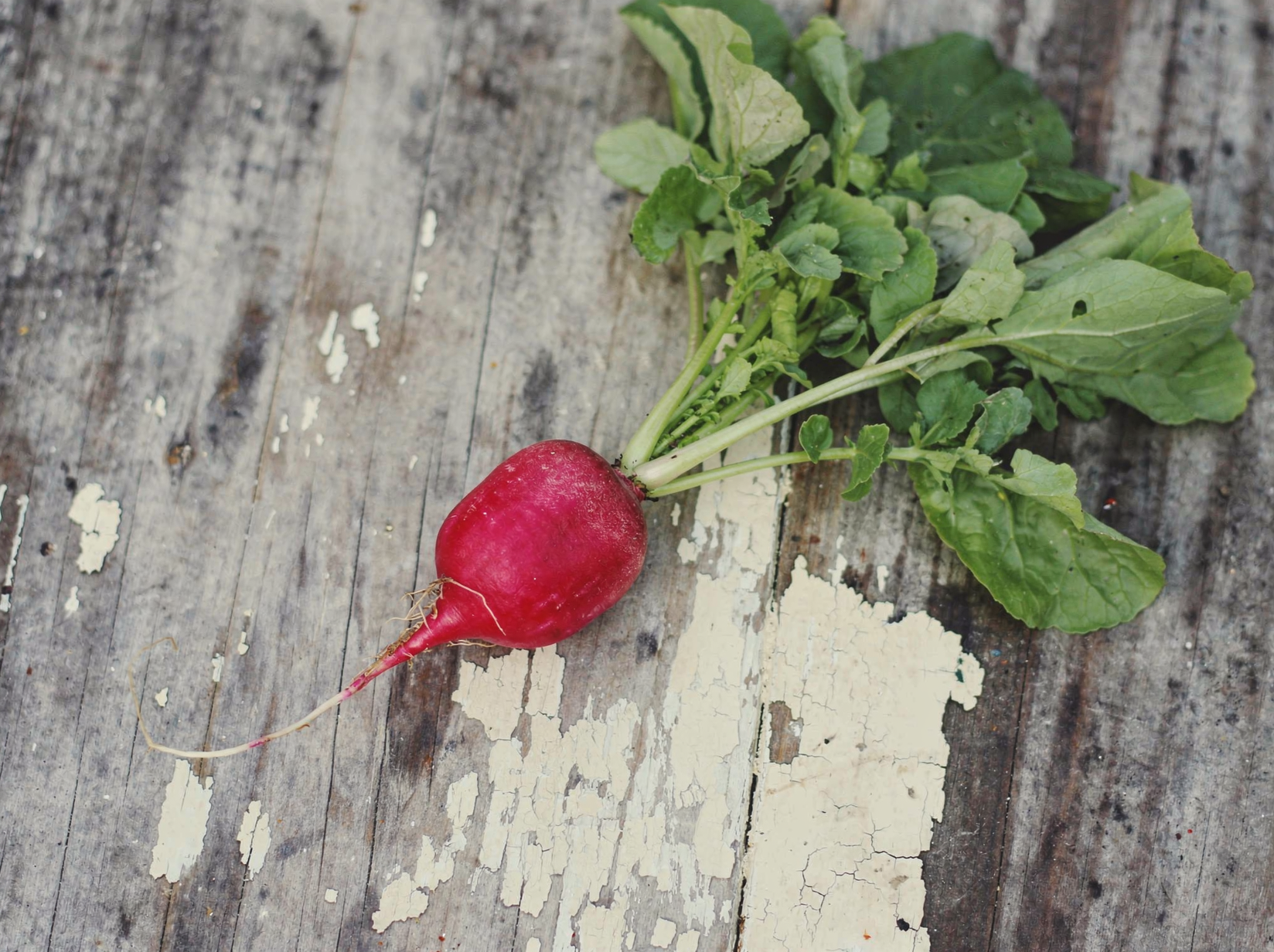 Radish — hero (AI-generated reference image)